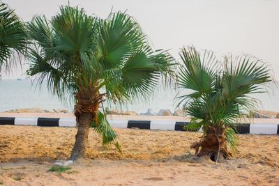 Palm trees on beach against sky