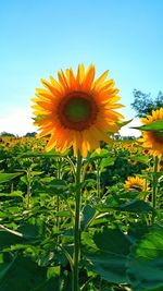 Low angle view of sunflower blooming against clear sky