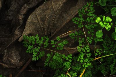 High angle view of leaves on tree in forest