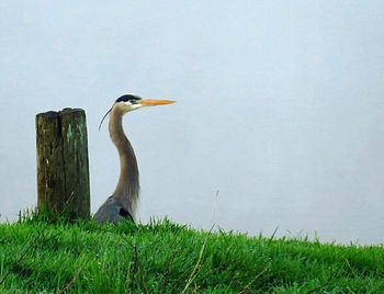 Bird on grassy field