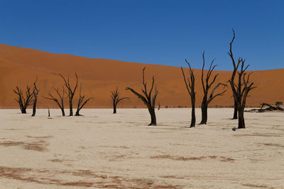 Bare trees on desert against clear blue sky
