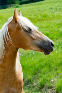 Close-up of horse on field