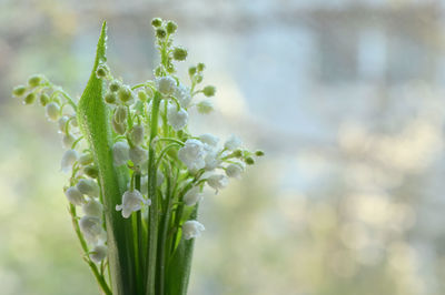 Close-up of flowering plant against blurred background