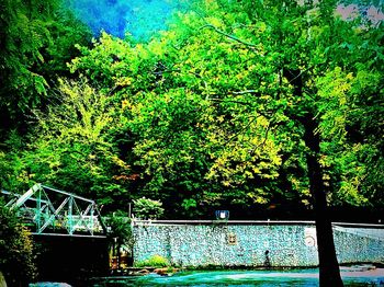 Reflection of trees in water