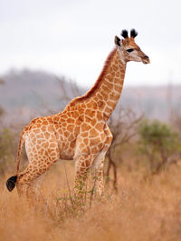 View of a giraffes on field