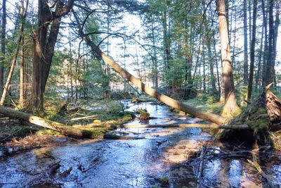 Stream flowing in forest