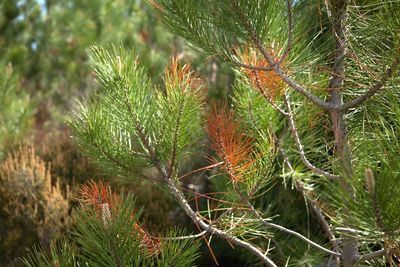 Plants growing in park