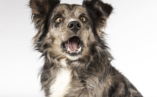 Close-up of dog against white background