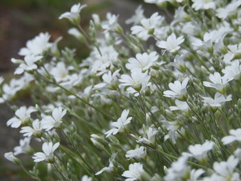 Close-up of white daisy flowers on field