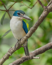 Close-up of bird perching on tree