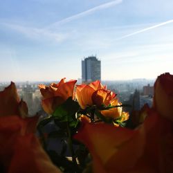 Close-up of flowers in city against sky