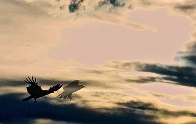 Low angle view of silhouette bird flying against sky