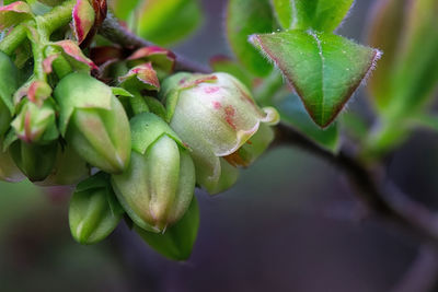 Macro of wild blueberry blossoms in the spring