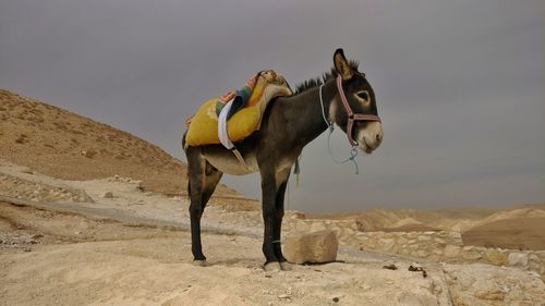 Horse in desert against sky