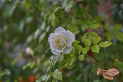 Close-up of white rose