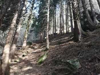 Trees in forest