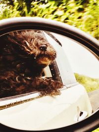 Close-up of a dog looking at camera