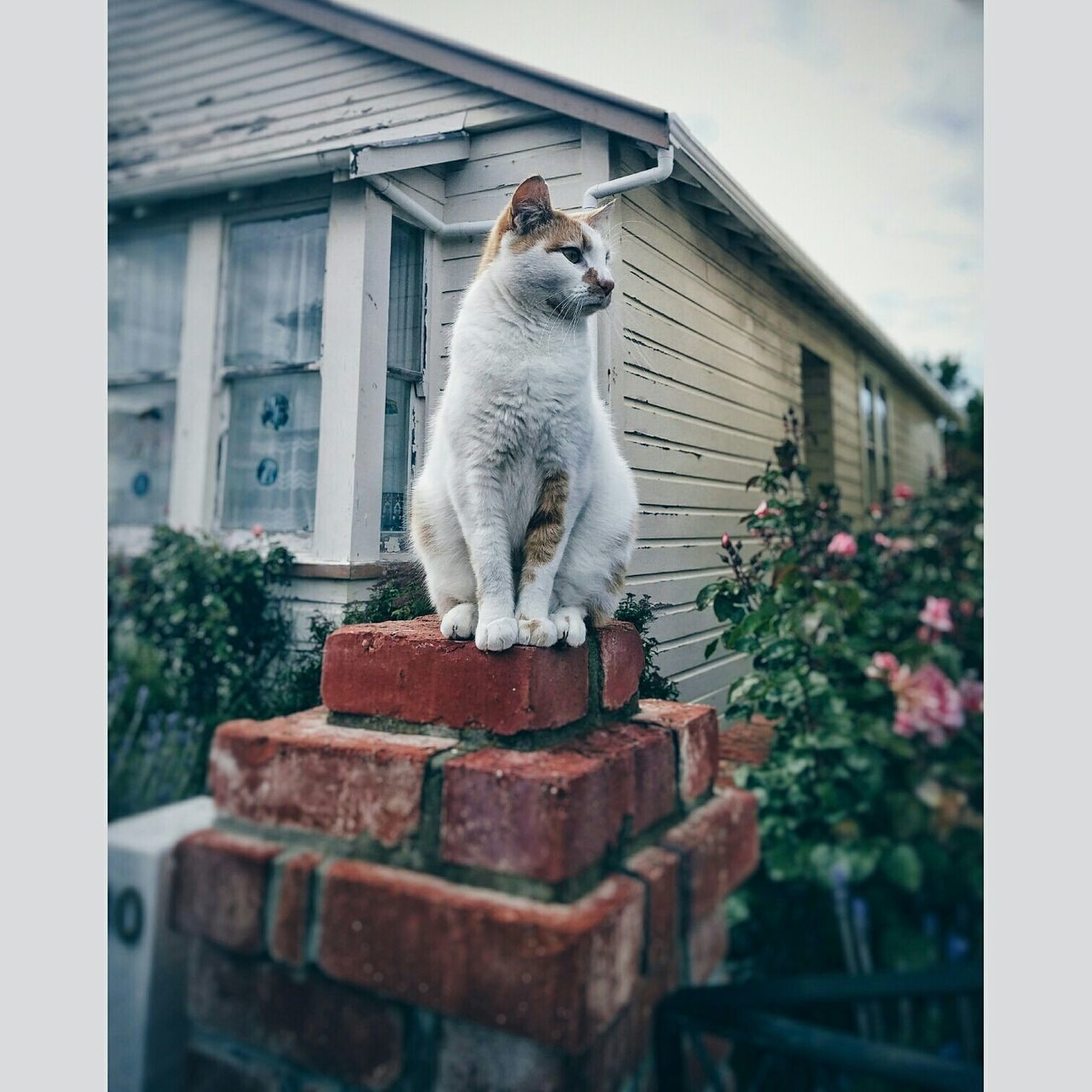 animal themes, one animal, building exterior, domestic animals, pets, built structure, architecture, mammal, house, domestic cat, window, sky, low angle view, day, transfer print, residential structure, sitting, zoology, cat, no people