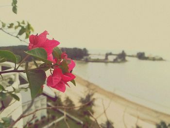 Close-up of flowers against wall