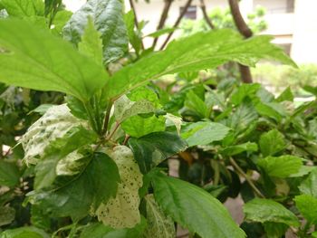 Close-up of fresh green plant