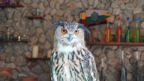 Portrait of owl against wall