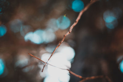 Close-up of plant growing outdoors