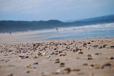 Surface level of beach against sky with shells