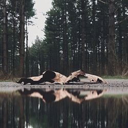 Reflection of trees in lake