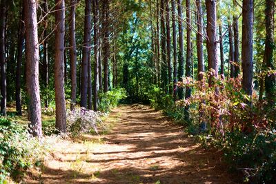 Footpath leading to forest