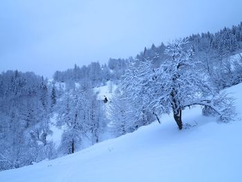 Snow covered trees against clear blue sky