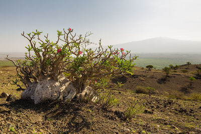 Plant growing on field against sky