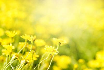 Close-up of yellow flowering plant on field