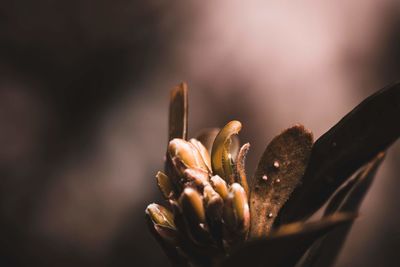 Close-up of flowering plant