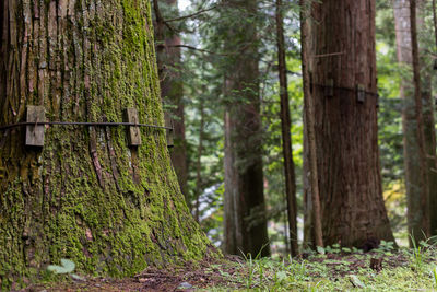 Trees growing on field in forest