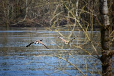High angle view of gray heron flying over lake