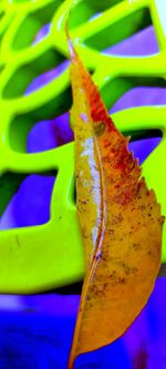 Close-up of multi colored flower