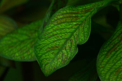 Close-up of leaf