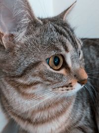 Close-up of a cat looking away