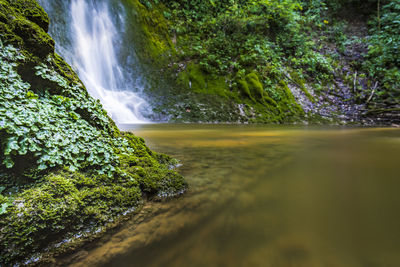 Waterfall surrounded by greenery. acquacaduta. friuli, italy