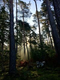 Sun shining through trees in forest