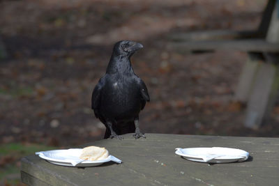 Bird perching on a table
