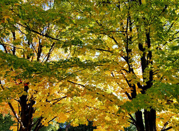 Low angle view of tree during autumn