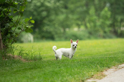 View of a dog on grass