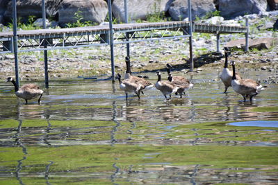 Birds in lake