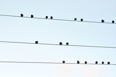 Low angle view of birds on cable against sky