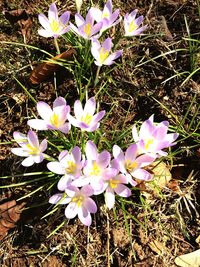 Close-up of purple flower blooming in field