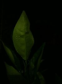 Close-up of water drops on leaf