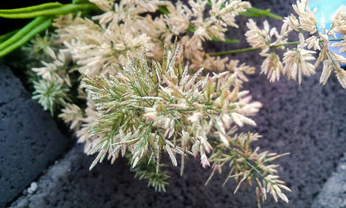 Close-up of white flowers