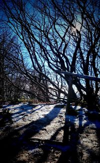 Bare trees on landscape