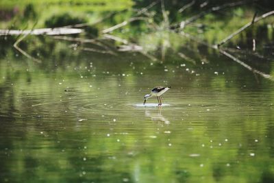 Bird in a lake